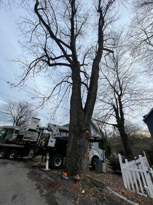 Large dead Ash tree removed in Media, PA