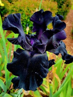 Iris