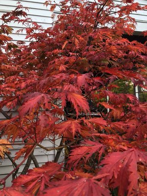 Awesome fall colors