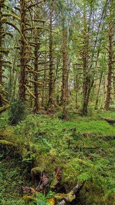 Maple Glade Nature Trail | Instagram: @telephonesmoothie