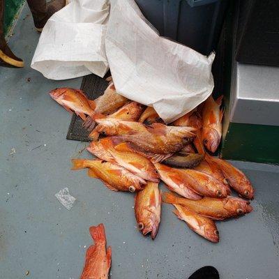 Rock fish from our fishing trip