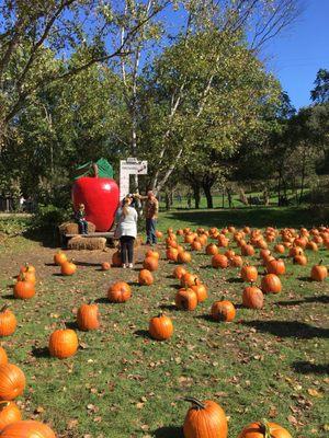 Pumpkin area