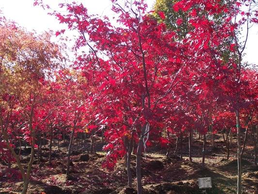 Bloodgood maples in fall