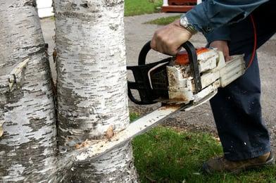 Experienced and Knowledgeable Tree Technicians