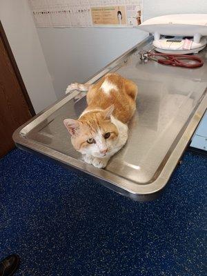 My kcat named kitty in the vets examining room