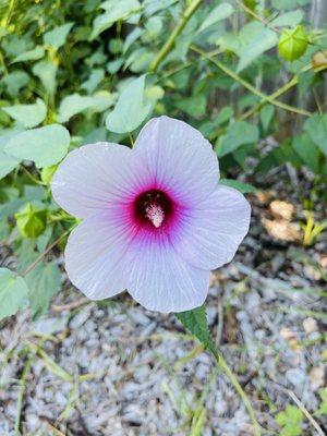 Hibiscus #WorldPhotographyDay