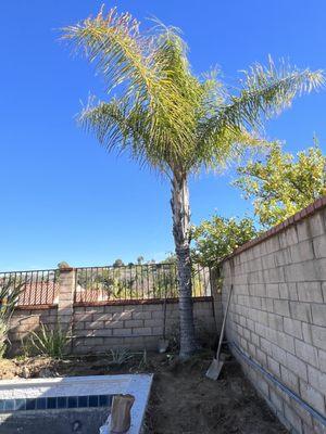 This is the palm tree that was removed.