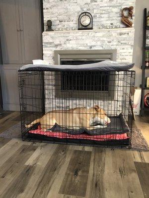 Maui enjoying his chew in his crate