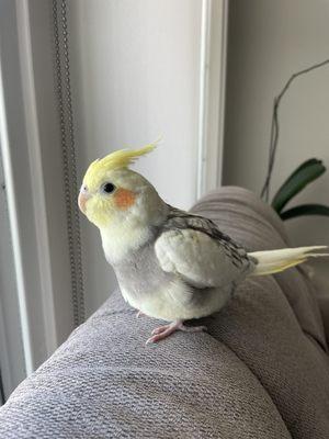 Charlie - Pied Cockatiel