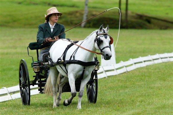 JR's Harness & Saddle Company