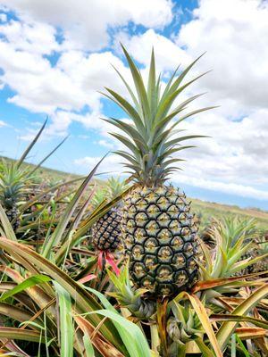 5.20.23 ~ Mature Pineapple