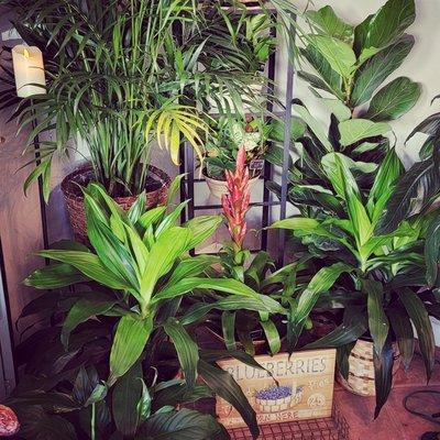 A variety of house plants.