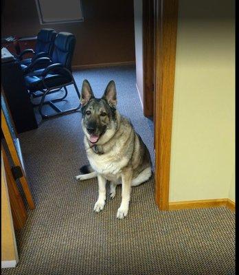 We love when new  furry employees arrive to say hello