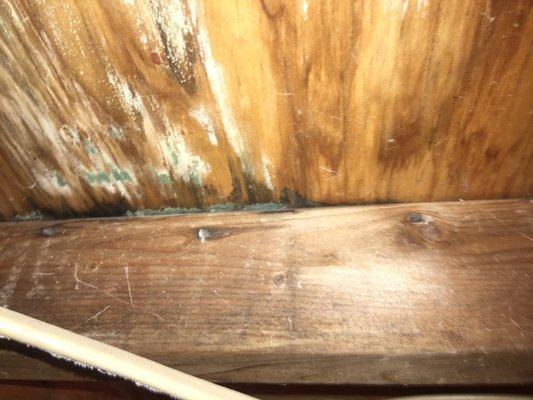 This is called mold after tmj used a garden hose inside the air system with bleach soaking the wood etc new mold started growing .