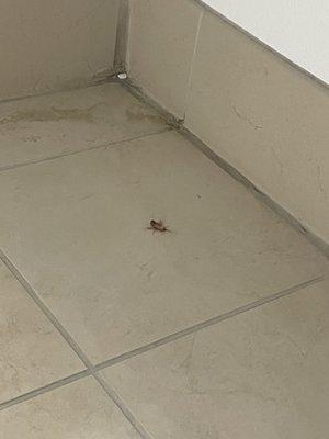 Cockroach in the bathroom that I found crawling on my foot while I was getting ready.