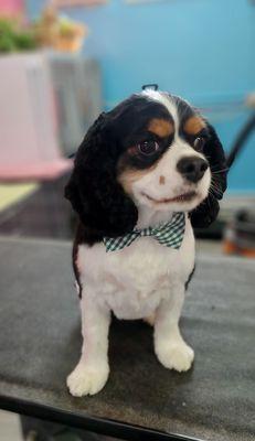 Jaxson so Dapper with his bowtie