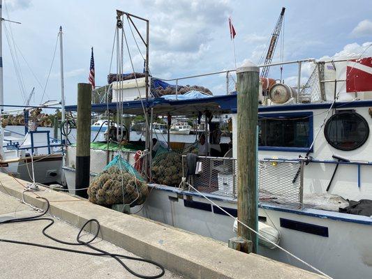 Unloading the sponges.