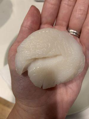 A U-8 scallop that spans the size of my palm.