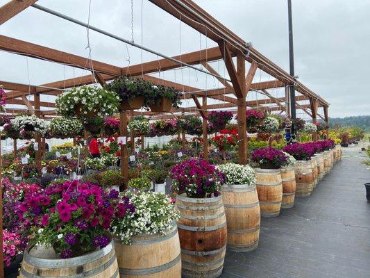 Flower baskets in spring