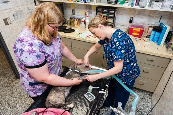 Minnesota Veterinary Hospital