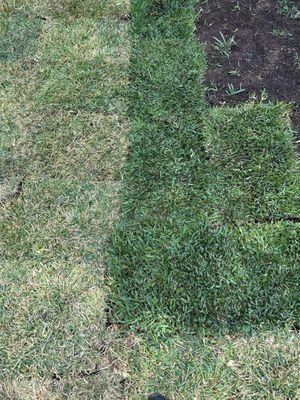 the greener sod is from AAA, the brown sod is from Buschel. See for your self....