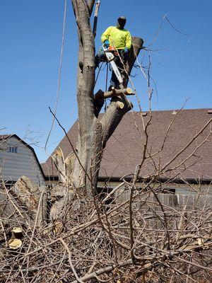 Vail Landscaping & Tree Services