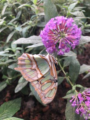 Missoula Butterfly House and Insectarium