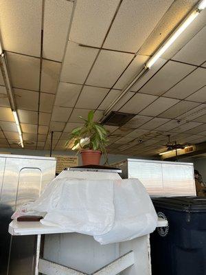 Copious water stains in the ceiling tiles. Jaunty plant for additional despair.