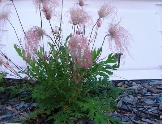 Prairie Smoke in our Lakeshore Garden