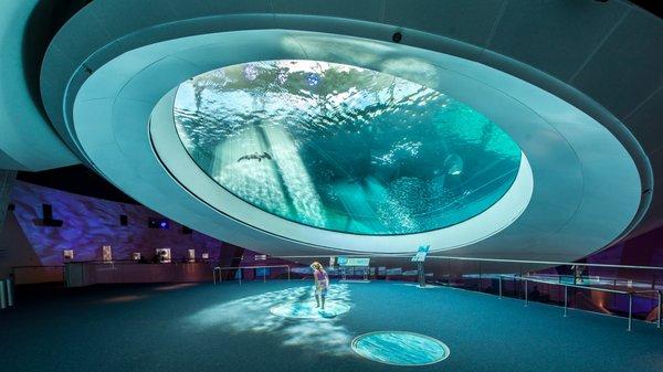 The three-level Aquarium carries you from the surface to the depths of South Florida's crucial aquatic ecosystems and beyond.