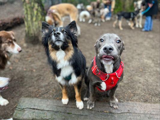 Birdie and friends out with Mr. Pups!