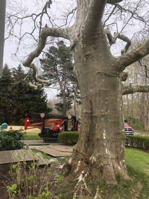 My favorite tree ! 200 year old London planetree in Brewster