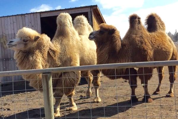 some majestic camels