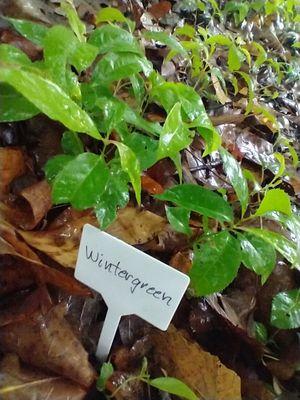 Many of the plants had been marked and trees tagged.