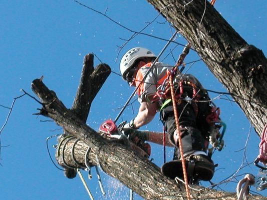 Vinton Tree Service