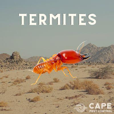 Termite Removal
Pest Control Services