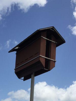 The bat house.  They sleep during the day.  If it's night, they'll be out eating.