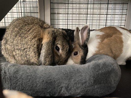 Rocket and Trixie in their hideout.