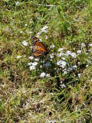 Great afternoon watching the butterflies and bees that are enjoying the groundcover surrounding  our RV site.