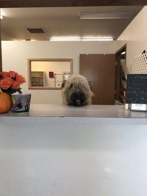 Bouvier Des Flandres Ronan helping Mommy at work