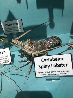 Caribbean spiny lobster