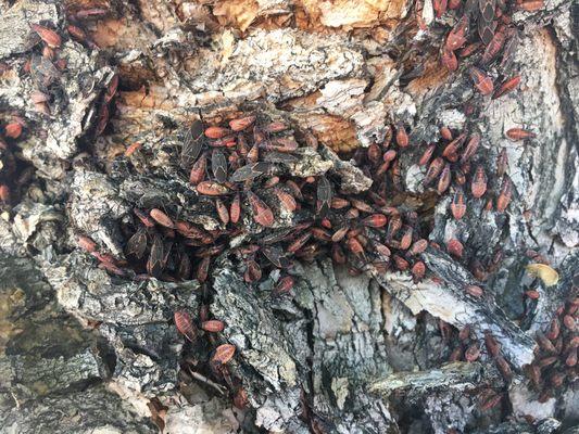 Box elder bugs hanging out on a tree in sparks