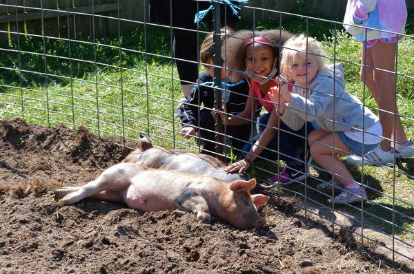 Our petting farm is popular with the kids.