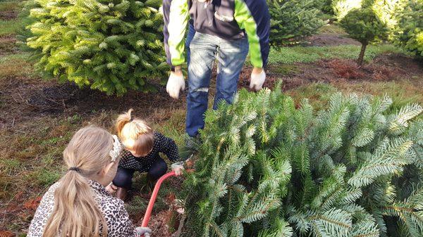 Cutting down the tree with kids out in the field.