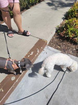 Banjo (grey terrier x chi mix) approaching and sniffing Elsie (Maltipoo) nicely without lunging, barking, and crying.