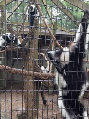 Lemurs