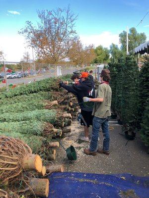 Fresh trees right off the truck from Oregon. delivered 12/8 ready to be taken home and decorated!