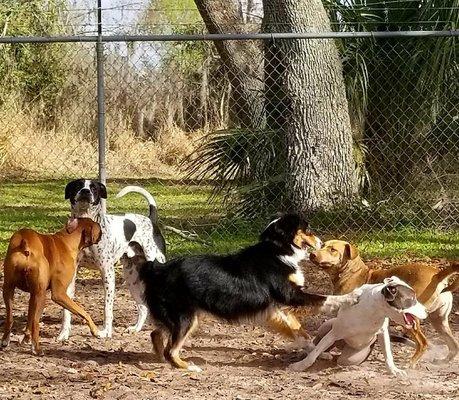 Doggie Daycare