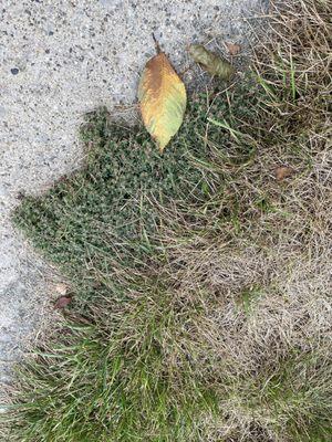 Weeds, and dead patches in the treatment area.