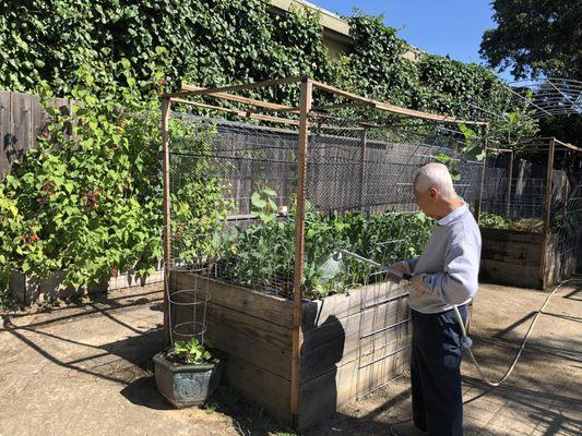 Tending the garden.